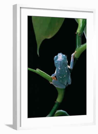 Pachymedusa Dacnicolor (Mexican Leaf Frog)-Paul Starosta-Framed Photographic Print