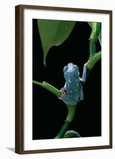 Pachymedusa Dacnicolor (Mexican Leaf Frog)-Paul Starosta-Framed Photographic Print