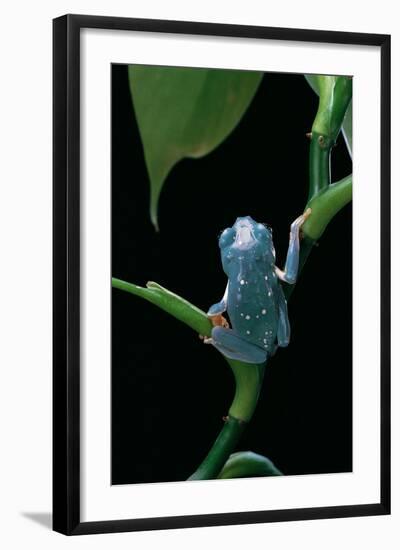 Pachymedusa Dacnicolor (Mexican Leaf Frog)-Paul Starosta-Framed Photographic Print