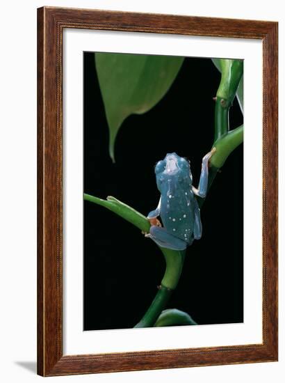 Pachymedusa Dacnicolor (Mexican Leaf Frog)-Paul Starosta-Framed Photographic Print