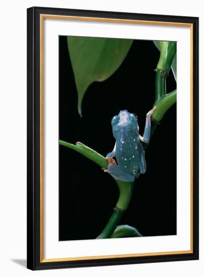 Pachymedusa Dacnicolor (Mexican Leaf Frog)-Paul Starosta-Framed Photographic Print