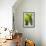 Pachypodium Lamerei-Maria Mosolova-Framed Photographic Print displayed on a wall
