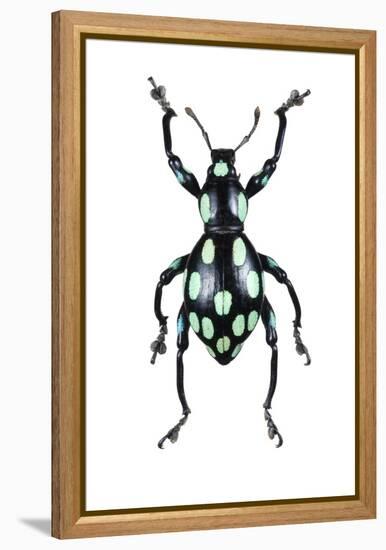 Pachyrhynchus Weevil-Lawrence Lawry-Framed Premier Image Canvas