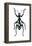 Pachyrhynchus Weevil-Lawrence Lawry-Framed Premier Image Canvas