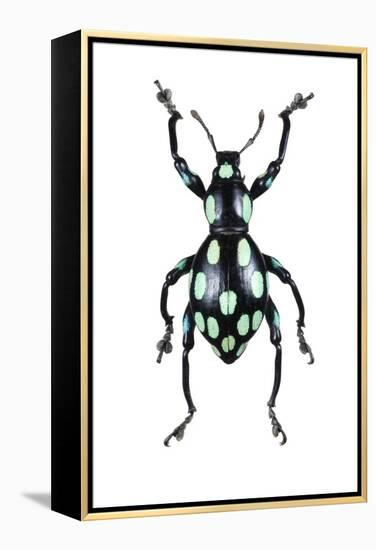 Pachyrhynchus Weevil-Lawrence Lawry-Framed Premier Image Canvas