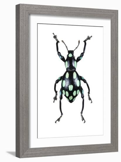 Pachyrhynchus Weevil-Lawrence Lawry-Framed Photographic Print