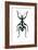 Pachyrhynchus Weevil-Lawrence Lawry-Framed Photographic Print