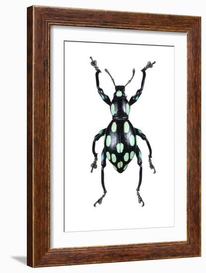 Pachyrhynchus Weevil-Lawrence Lawry-Framed Photographic Print