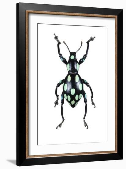 Pachyrhynchus Weevil-Lawrence Lawry-Framed Photographic Print
