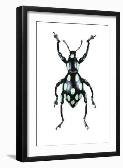 Pachyrhynchus Weevil-Lawrence Lawry-Framed Photographic Print