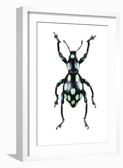 Pachyrhynchus Weevil-Lawrence Lawry-Framed Photographic Print