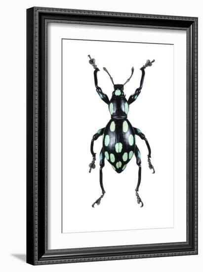 Pachyrhynchus Weevil-Lawrence Lawry-Framed Photographic Print