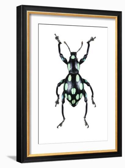 Pachyrhynchus Weevil-Lawrence Lawry-Framed Photographic Print