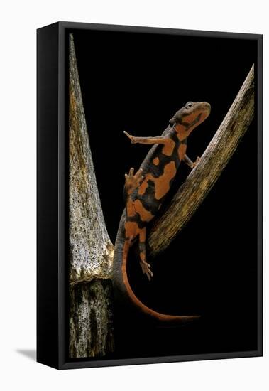 Pachytriton Breviceps-Paul Starosta-Framed Premier Image Canvas