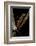 Pachytriton Breviceps-Paul Starosta-Framed Photographic Print