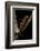 Pachytriton Breviceps-Paul Starosta-Framed Photographic Print