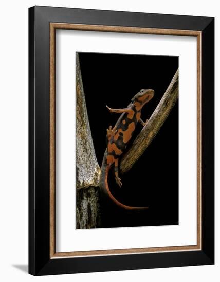 Pachytriton Breviceps-Paul Starosta-Framed Photographic Print