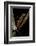 Pachytriton Breviceps-Paul Starosta-Framed Photographic Print