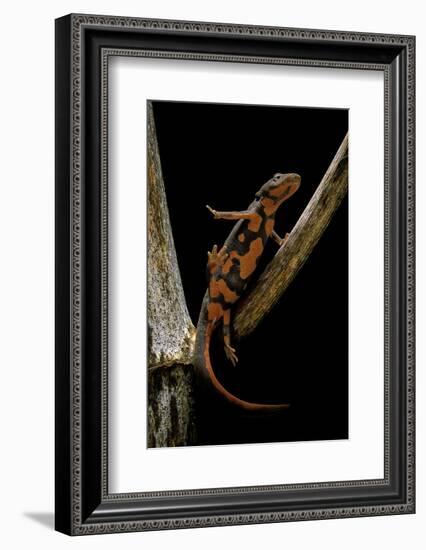 Pachytriton Breviceps-Paul Starosta-Framed Photographic Print