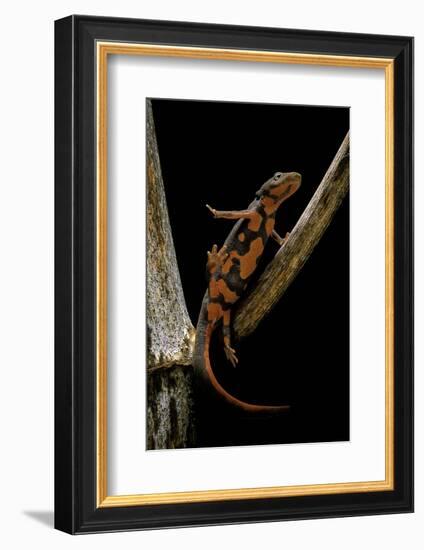 Pachytriton Breviceps-Paul Starosta-Framed Photographic Print