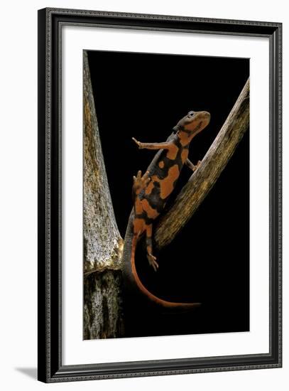 Pachytriton Breviceps-Paul Starosta-Framed Photographic Print