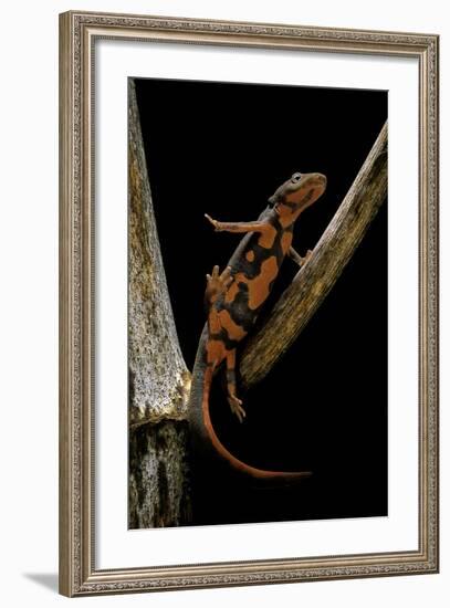 Pachytriton Breviceps-Paul Starosta-Framed Photographic Print