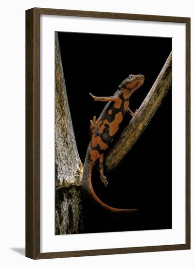 Pachytriton Breviceps-Paul Starosta-Framed Photographic Print