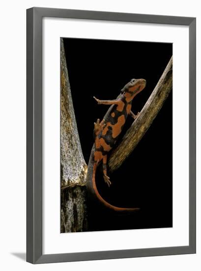 Pachytriton Breviceps-Paul Starosta-Framed Photographic Print