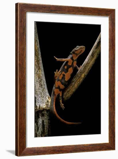 Pachytriton Breviceps-Paul Starosta-Framed Photographic Print