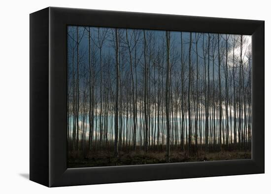 Pacific Albus and Clouds II-Erin Berzel-Framed Premier Image Canvas