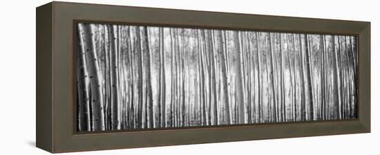 Pacific Albus BW I-Erin Berzel-Framed Premier Image Canvas