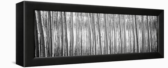 Pacific Albus BW I-Erin Berzel-Framed Premier Image Canvas