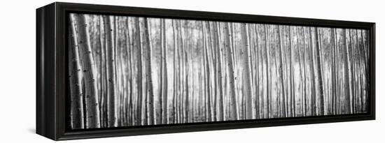 Pacific Albus BW I-Erin Berzel-Framed Premier Image Canvas