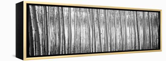 Pacific Albus BW I-Erin Berzel-Framed Premier Image Canvas