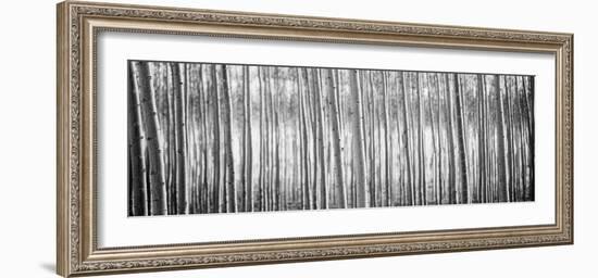 Pacific Albus BW I-Erin Berzel-Framed Photographic Print