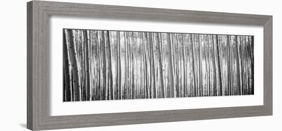 Pacific Albus BW I-Erin Berzel-Framed Photographic Print