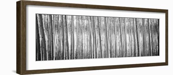 Pacific Albus BW I-Erin Berzel-Framed Photographic Print