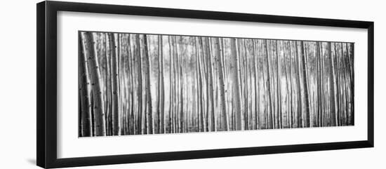 Pacific Albus BW I-Erin Berzel-Framed Photographic Print