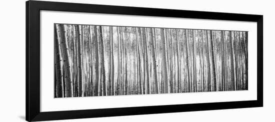 Pacific Albus BW I-Erin Berzel-Framed Photographic Print