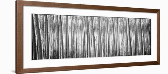 Pacific Albus BW I-Erin Berzel-Framed Photographic Print