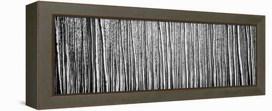 Pacific Albus BW II-Erin Berzel-Framed Premier Image Canvas