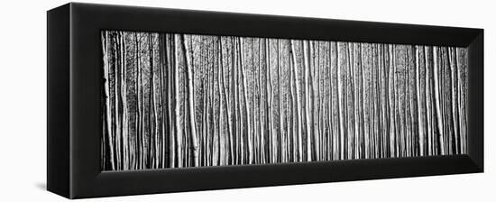 Pacific Albus BW II-Erin Berzel-Framed Premier Image Canvas