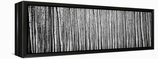 Pacific Albus BW II-Erin Berzel-Framed Premier Image Canvas