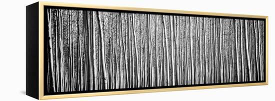 Pacific Albus BW II-Erin Berzel-Framed Premier Image Canvas