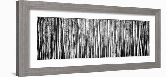 Pacific Albus BW II-Erin Berzel-Framed Photographic Print