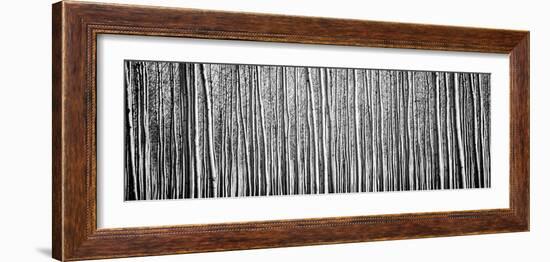 Pacific Albus BW II-Erin Berzel-Framed Photographic Print