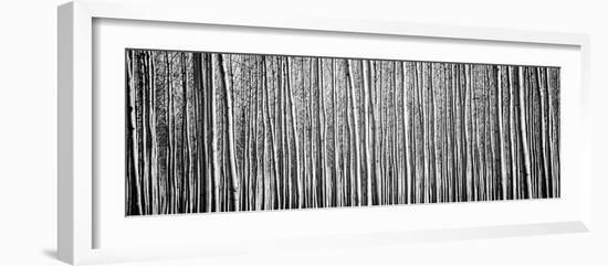 Pacific Albus BW II-Erin Berzel-Framed Photographic Print