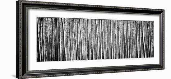 Pacific Albus BW II-Erin Berzel-Framed Photographic Print