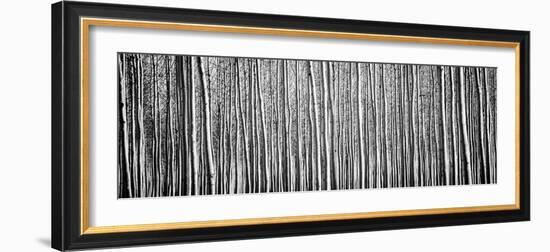 Pacific Albus BW II-Erin Berzel-Framed Photographic Print