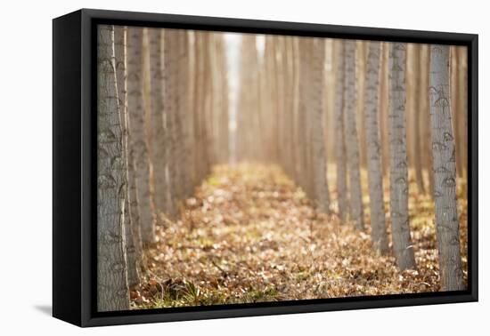 Pacific Albus I-Erin Berzel-Framed Premier Image Canvas